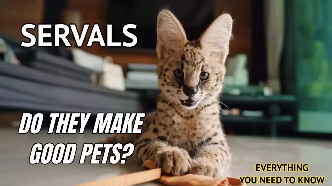 All You Need to Know about Adopting a Serval